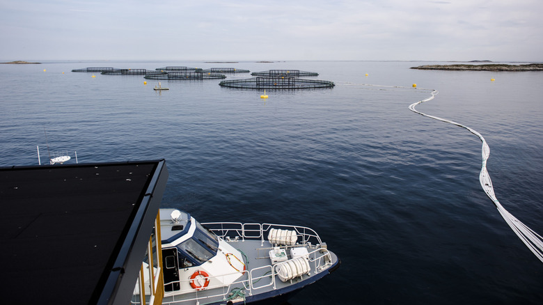 farmed salmon in Norway