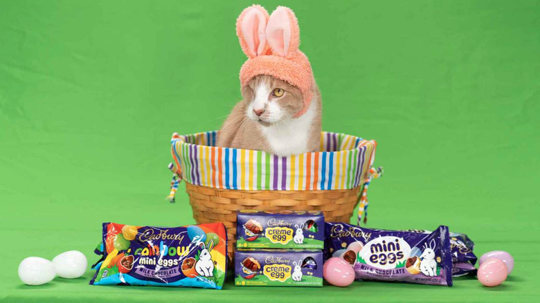 Crash the Cat wins Cadbury Bunny Tryouts