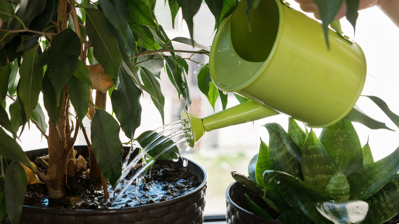 A person watering a ficus plant with a green watering can