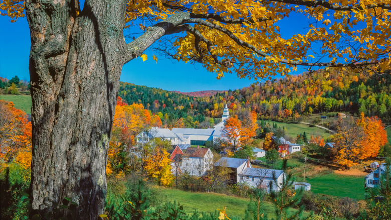 Old sugar maple tree in Vermont landscape