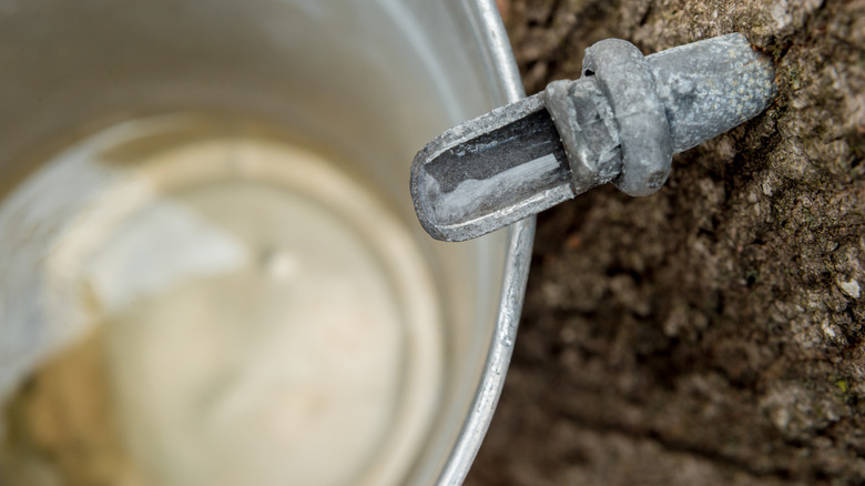 Maple tap inside a tree with sap gathering bucket below