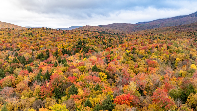 A scenery of New England forest full of maple trees