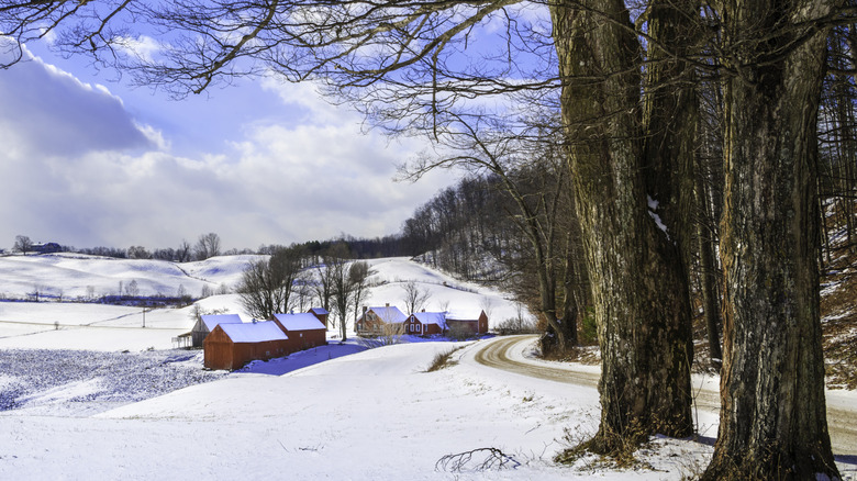 Maple trees in Vermont early spring with houses in the back and hills covered in snow
