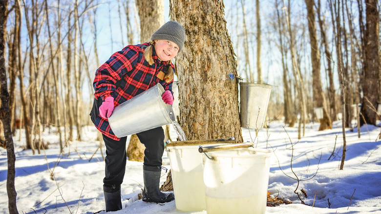 Child pouring maple sap into a bucket