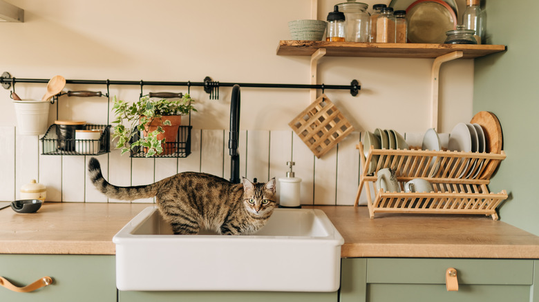 A cat sitting in a white farmhouse sink with vintage faucets and wooden countertops