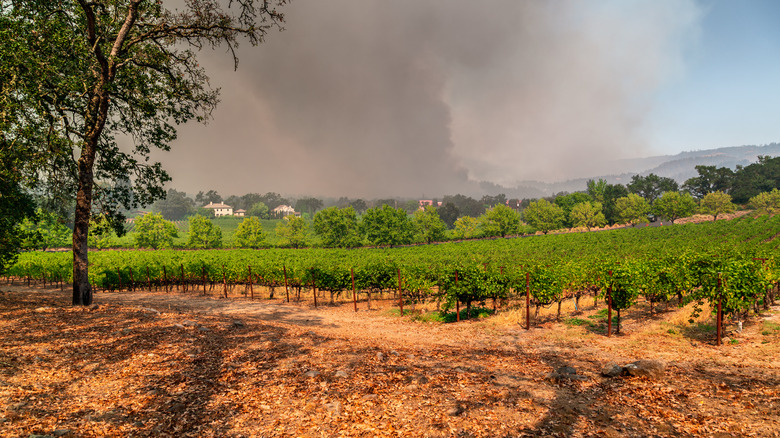 California vineyard; wildfire in distance