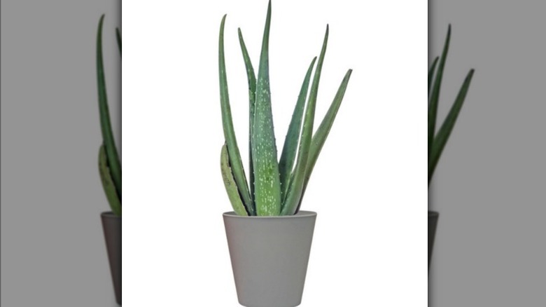 Aloe vera plant on white background