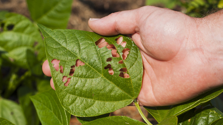 A hand holding a green leaf that's been eaten by garden pests