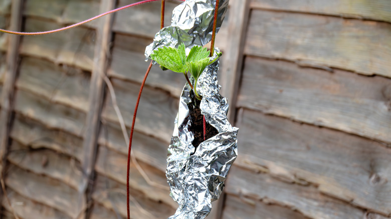 A plant with a stem loosely wrapped in aluminum foil