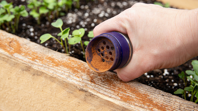 Sprinkling cinnamon in garden as an ant repellent