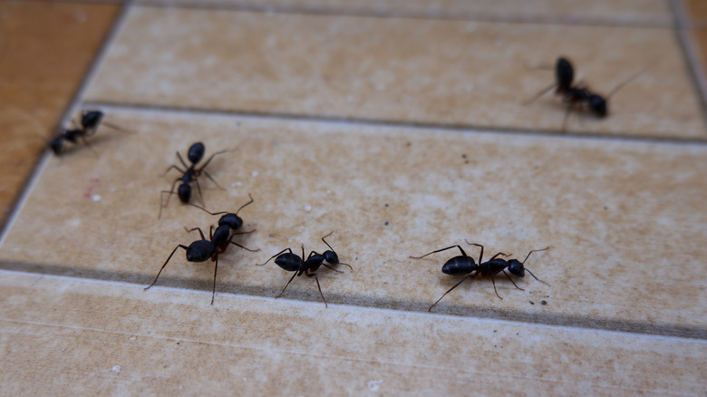Close up of ants on tiled floor