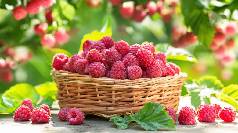 raspberries in basket