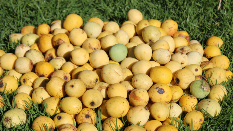 Marula tree fruit on the ground