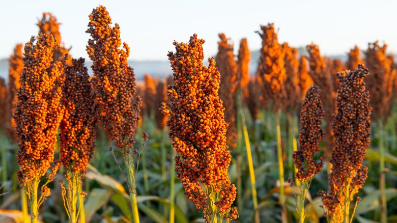 Heavily laden sorghum tops in a field at golden hour