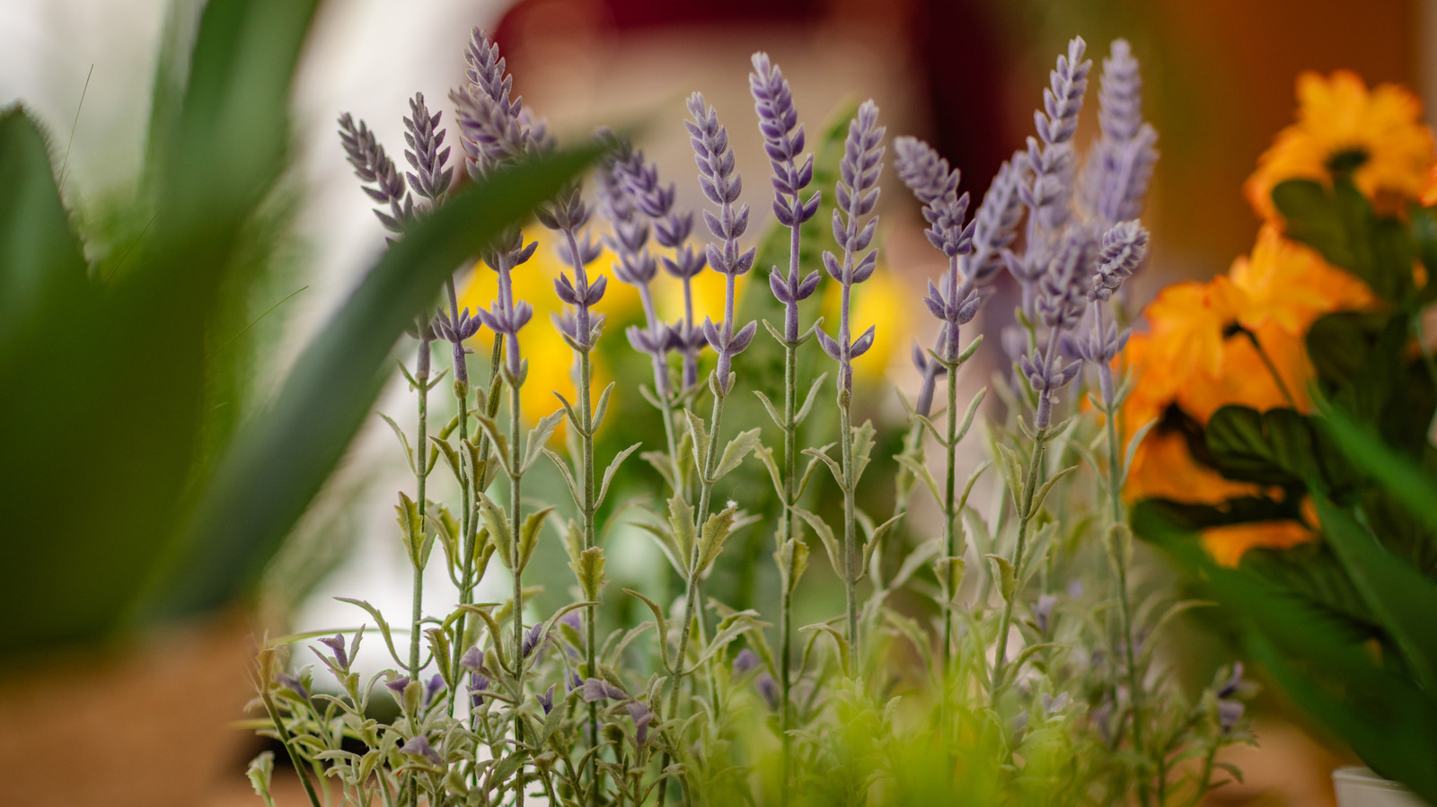 An Underrated Herb That Happily Grows Alongside Lavender Indoors - Tasting Table