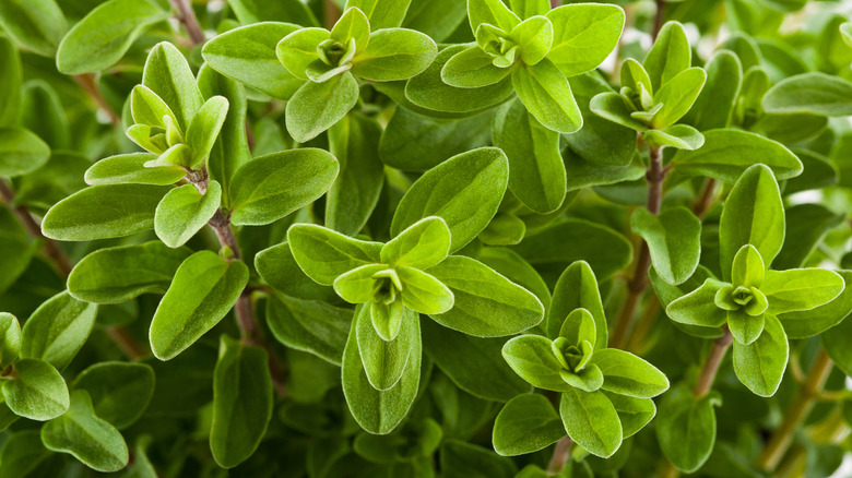 Close-up of a marjoram plant
