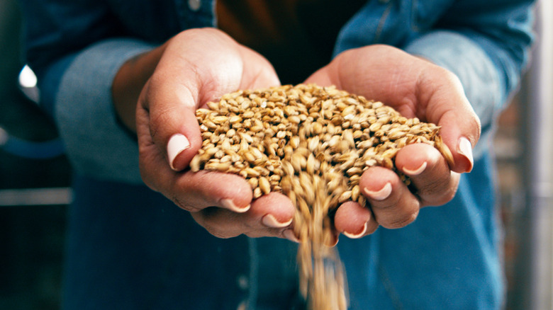 malted barley pouring from a person's hands