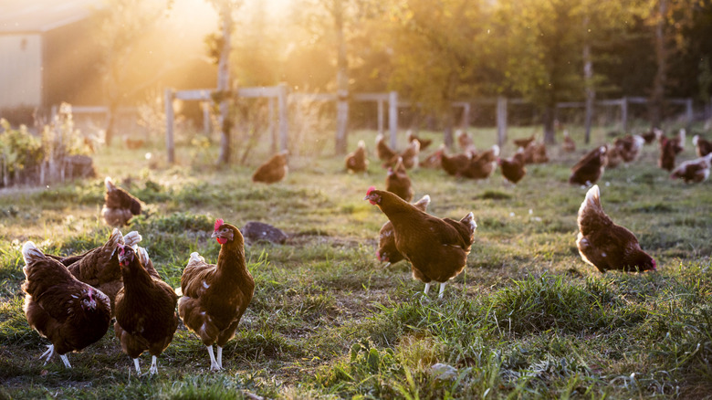 chickens roaming on a grassy pasture