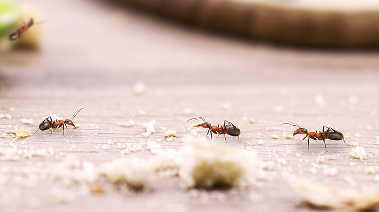 Ants walking among breadcrumbs on counter