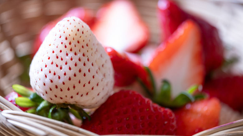 a lone white pineberry in a basket of red strawberries