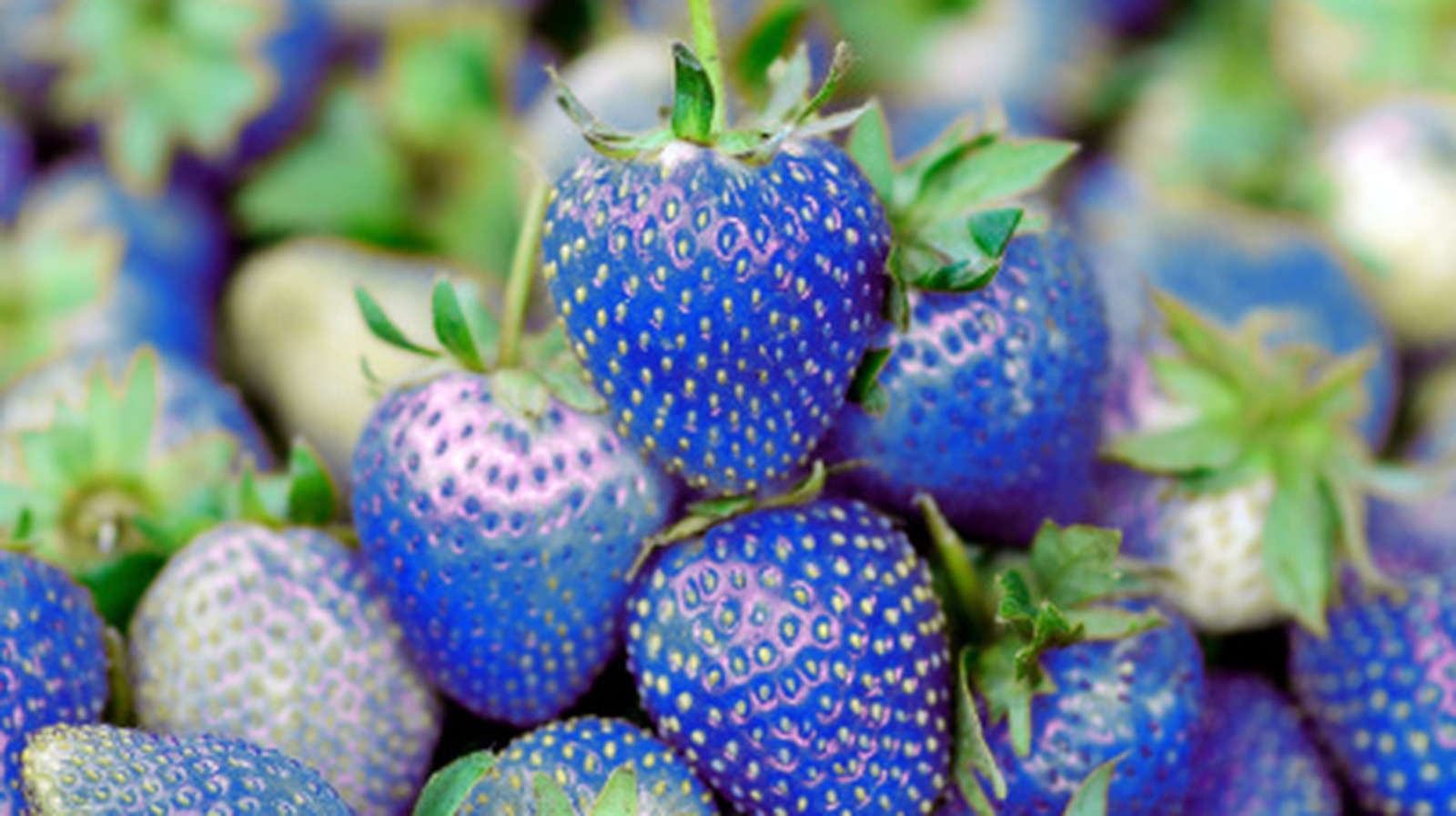 The Disappointing Truth About Blue Strawberries - Tasting Table
