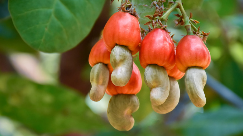 Cashew apples on branches