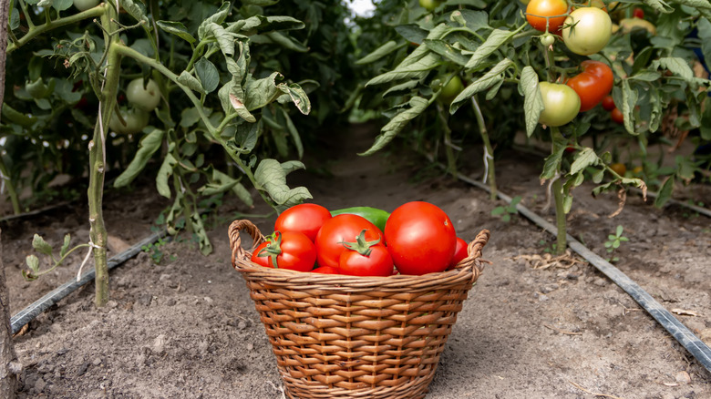 field of tomato plants with drip irrigation setup and basket