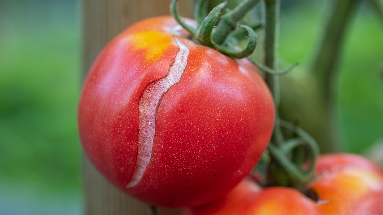 Are Cracked Tomatoes From Your Garden Safe To Eat?