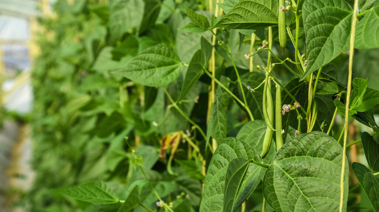 Pole beans growing on a string trellis with bean pods and flowers visible