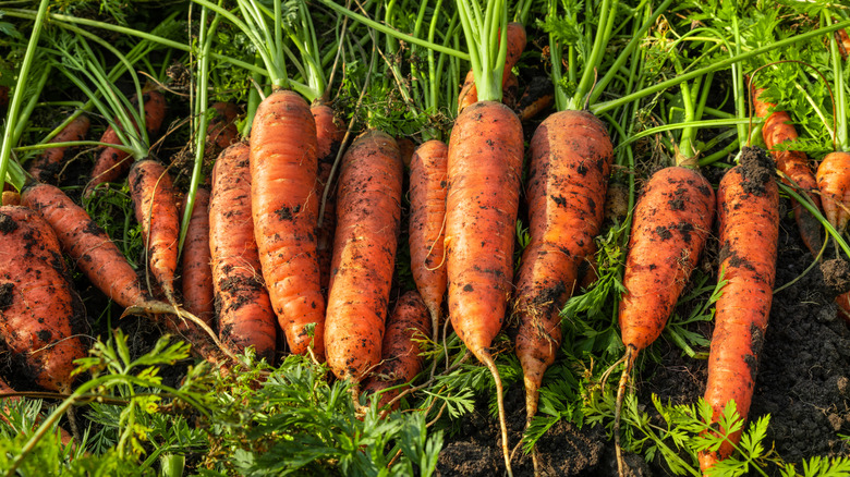 Line of freshly-dug carrots from the garden, still covered in dirt