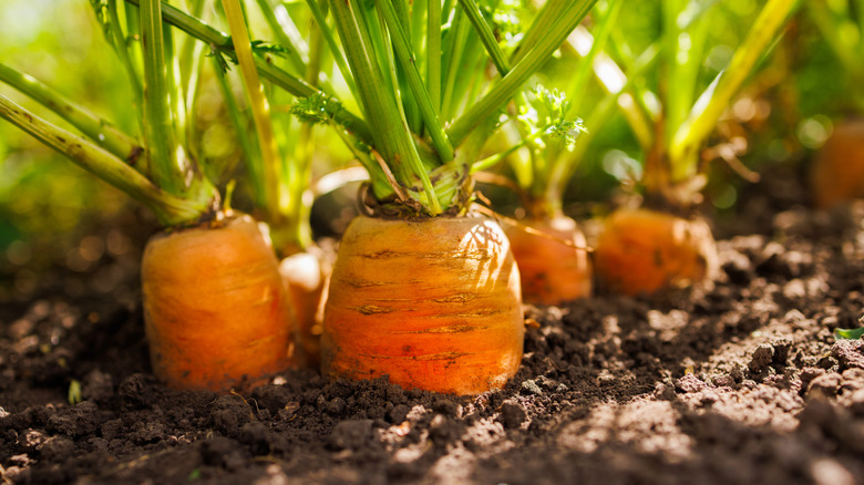 Carrots poking out of the ground in a garden