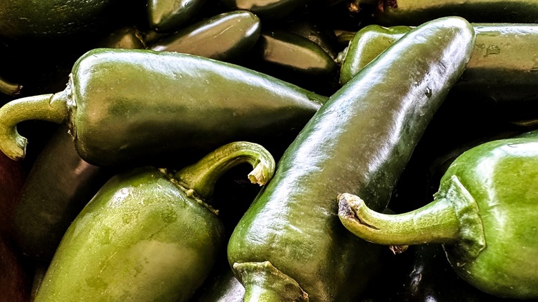 a pile of whole jalapeno peppers