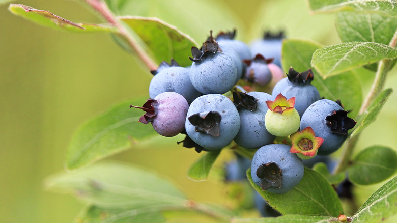 Blueberries growing on bush outdoors