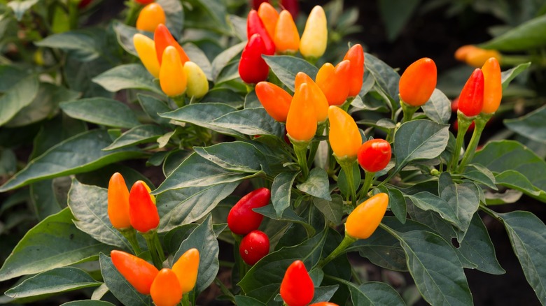 Yellow and orange ornamental peppers on a plant