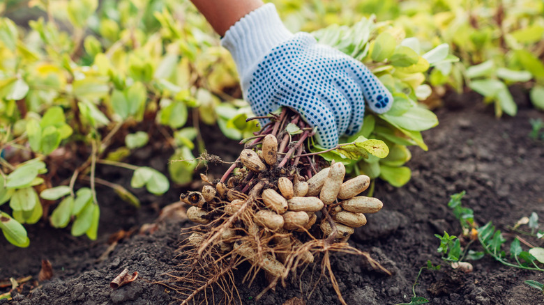 harvesting peanut