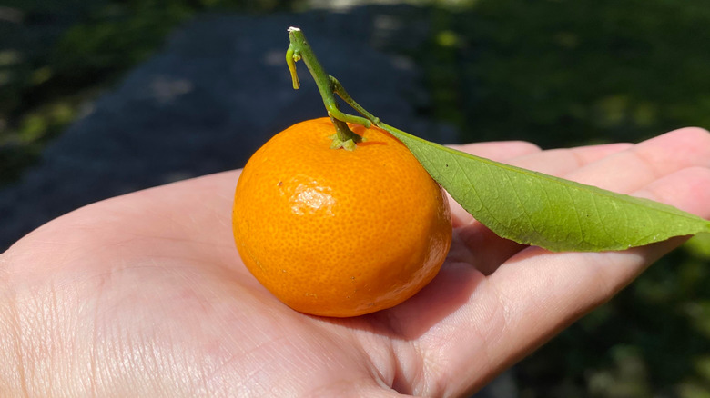 Someone holding a satsuma mandarin orange in their palm, unpeeled with stem still attat