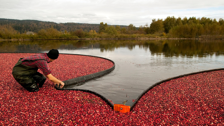 a person working in a flooded cranberry bog during harvest