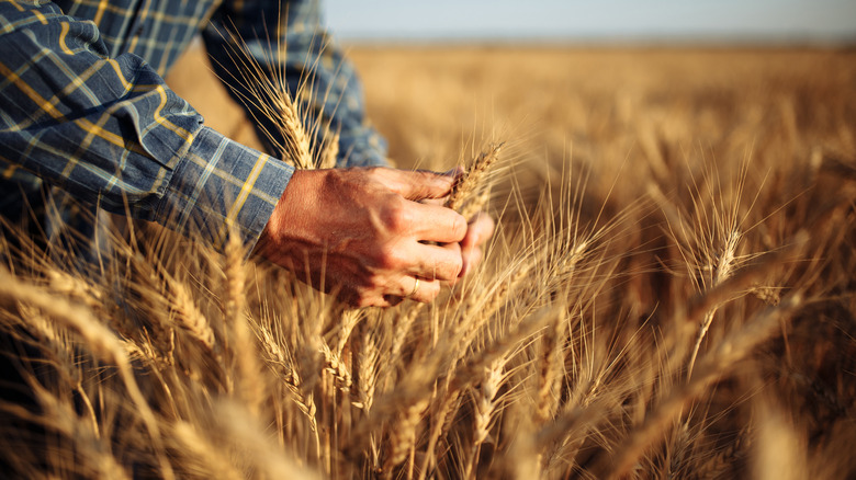 Wheat farmer checking crops 