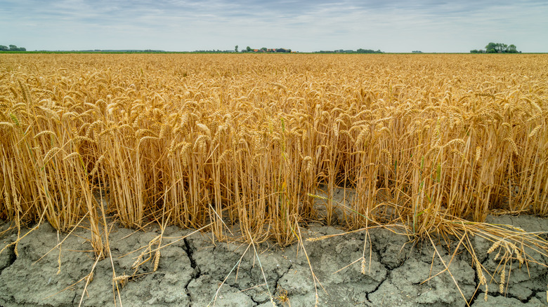 dry wheat field conditions
