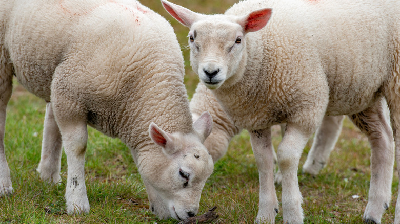 Sheep feeding in meadow