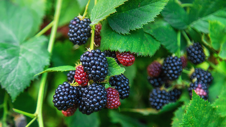 Blackberries growing on a blackberry bush during daylight, with greenery in the background