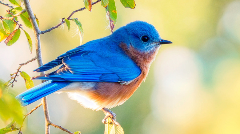 A bluebird perches on a branch