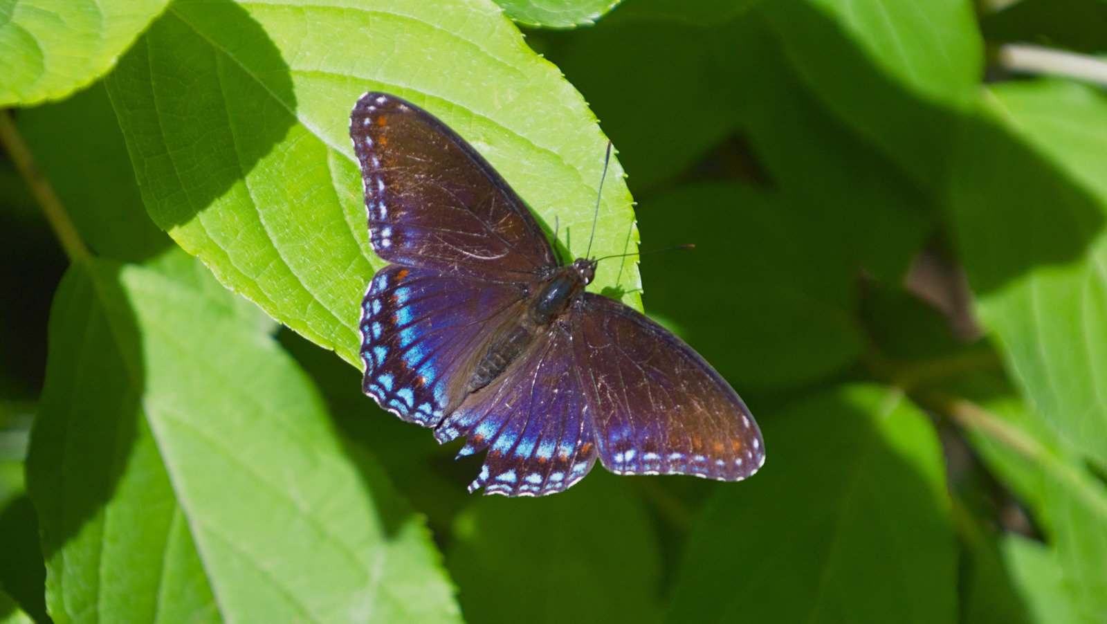 Attracting Butterflies Is Easy With This Fast-Growing Fruit Tree (It's Small-Yard Friendly)