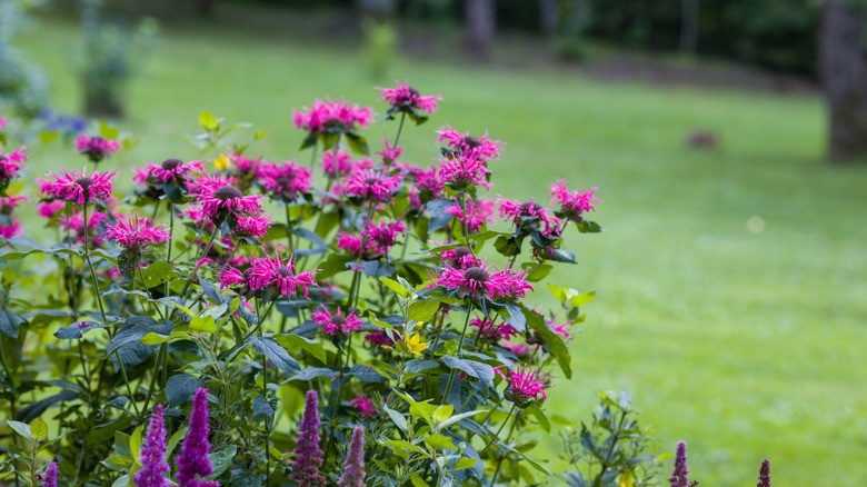 Vibrant pink bee balm plants blooming in a backyard garden