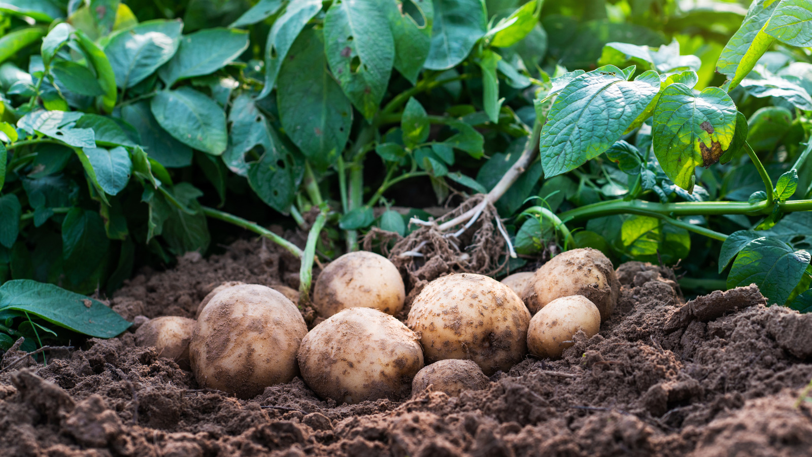 What's The Average Lifespan Of Potato Plants?
