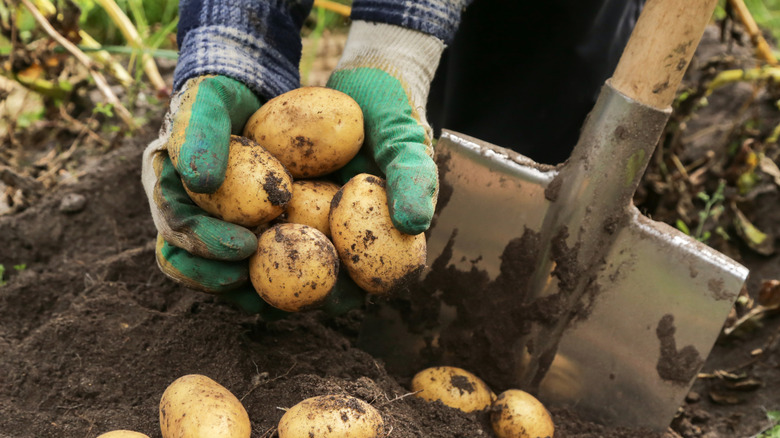Person with gardening gloves harvesting potatoes