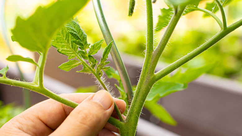 A gardener picking a sucker from a tomato plant