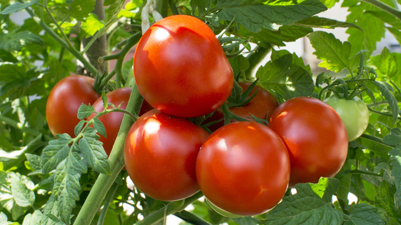 What's The Average Lifespan Of A Tomato Plant?