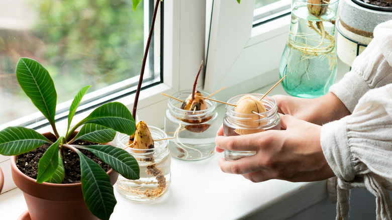 avocado pits sprouting in glass jars
