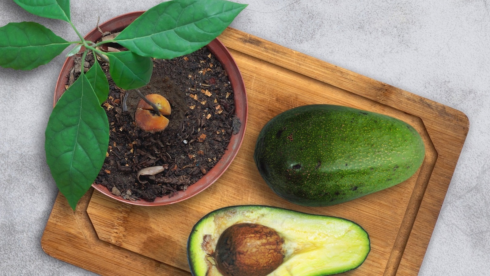 Yes, You Can Grow A Tree From An Avocado Pit - Tasting Table